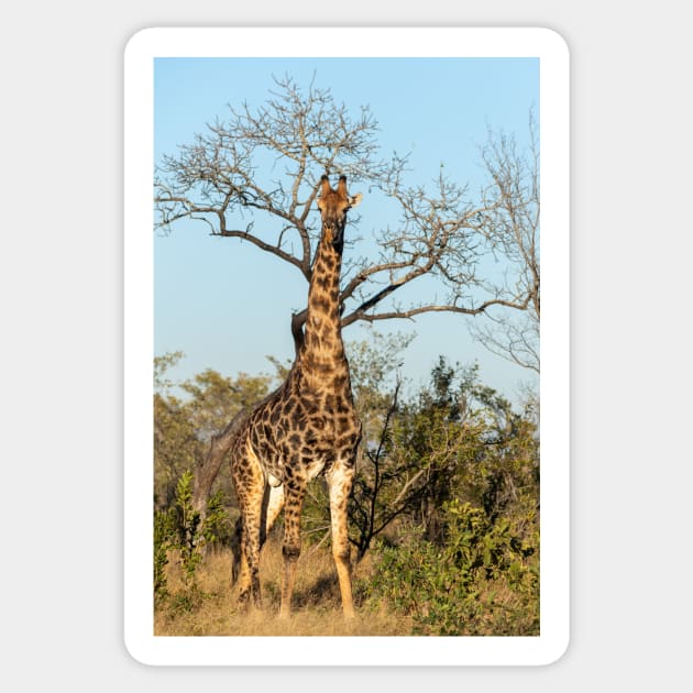 Giraffe Sticker by StacyWhite